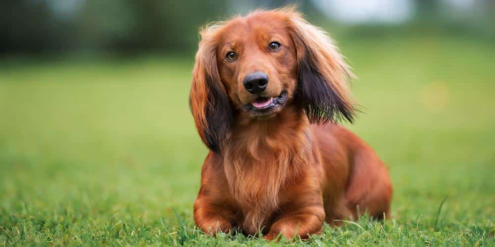 All the reasons why you need a pet dachshund