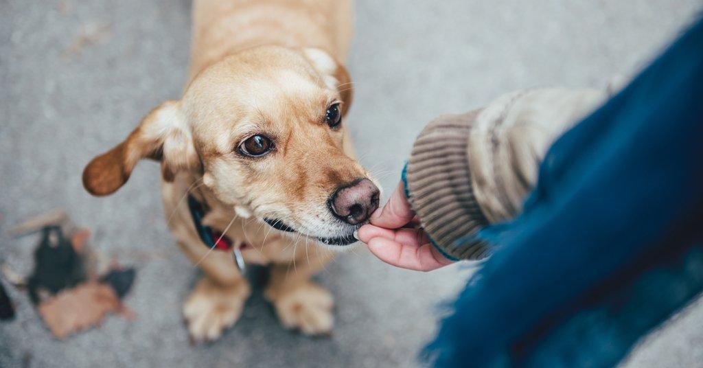 Animal instincts ring true for dogs recognizing bad people