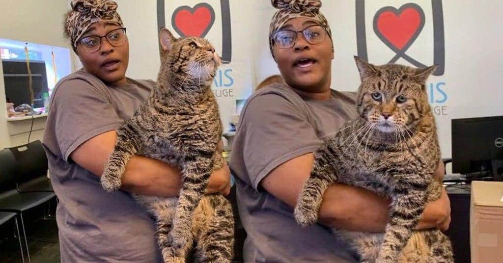 Purr-Fect Ending: Giant ‘Chonky-Kitty’ Gets A Forever Home