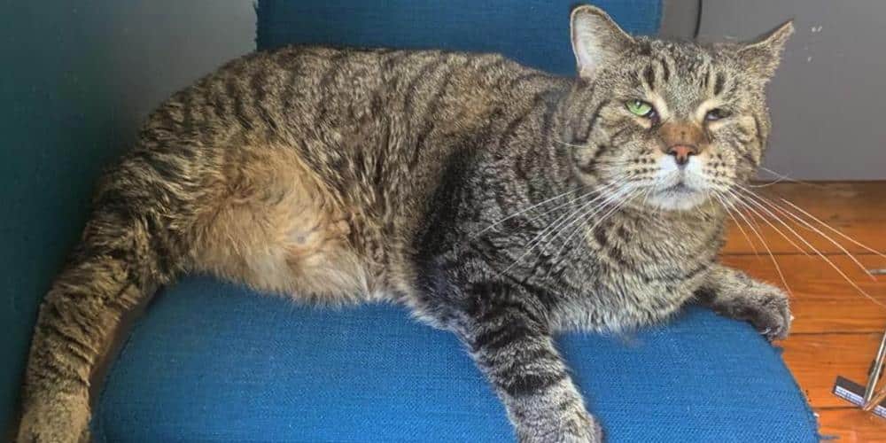 Purr-fect ending: giant 'chonky-kitty' gets a forever home