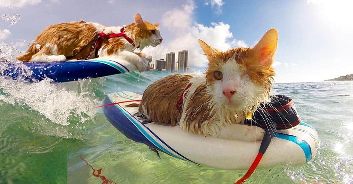 Meet The Amazing One-Eyed Cat Who Loves Water!