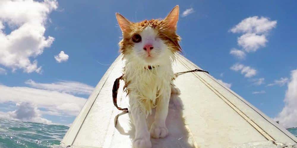 Meet The Amazing One-Eyed Cat Who Loves Water!