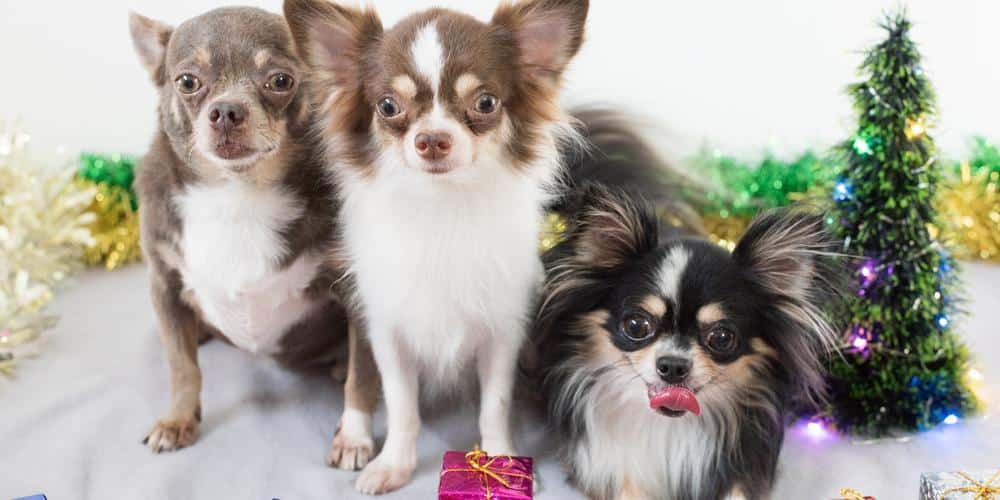 The pros and cons of owning multiple dogs