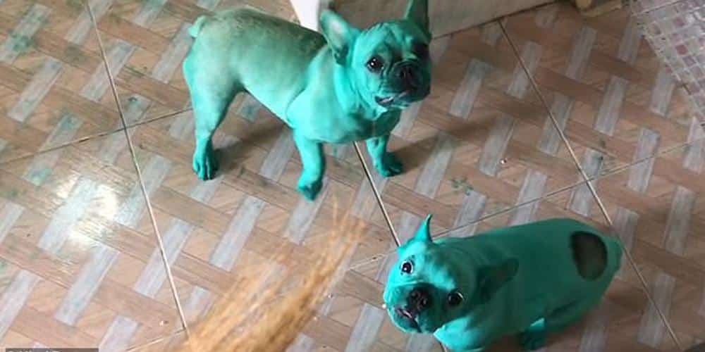 Two playful frenchies turn green after failed snack raid