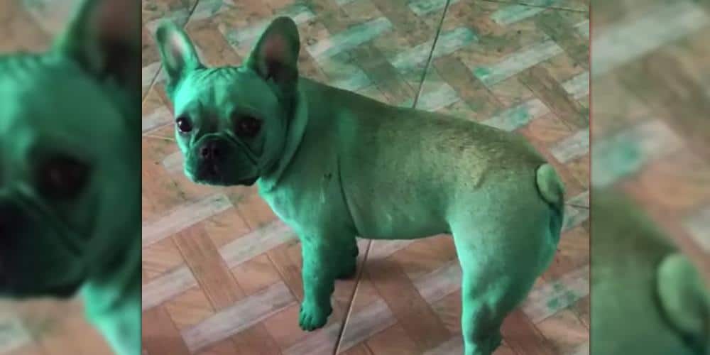 Two Playful Frenchies Turn Green After Failed Snack Raid