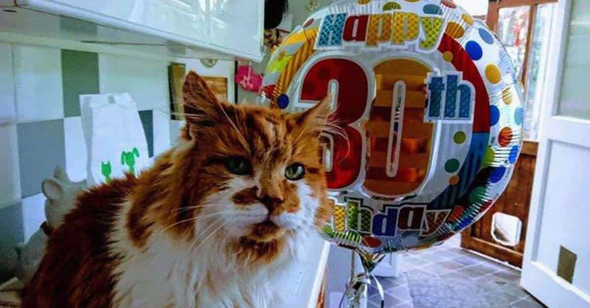 World’s Oldest Cat Just Celebrated His Birthday!
