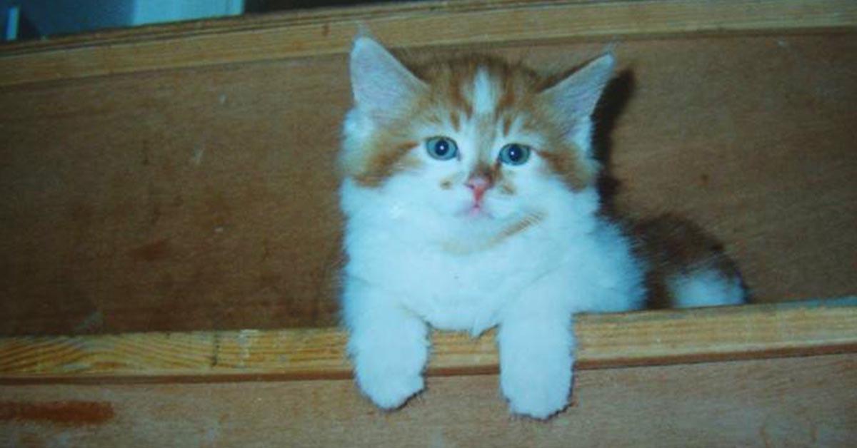 Worlds oldest cat kitten