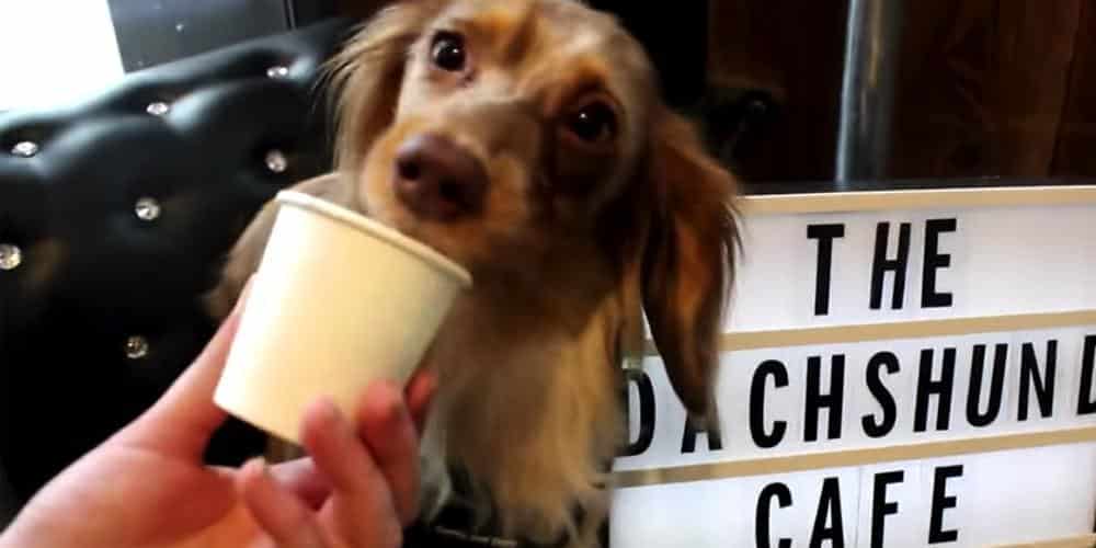 Visit this extraordinary cafe just for dachshunds!