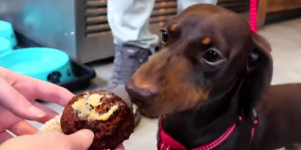 Visit this extraordinary cafe just for dachshunds!