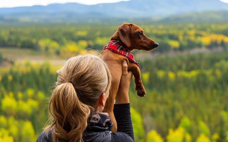 Are Dachshunds a Good Breed for Families With Children?