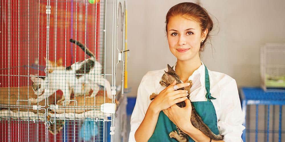4 ways you can help cats in need