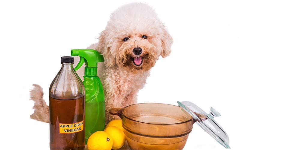 How to Jumpstart Your Dog's Health