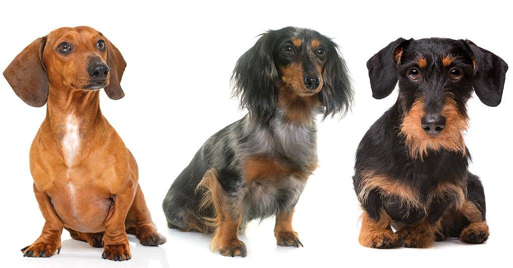 mini dachshund coats