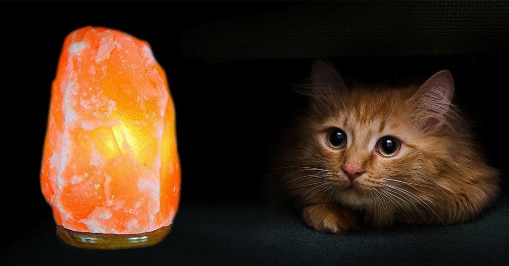 This Home Decoration Could Be Dangerous for your Cat