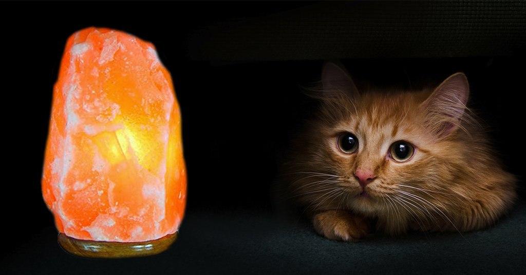 Salt Lamps Can be Dangrous for your Cat 