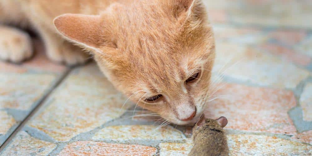 If your cat has worms – you may have them too