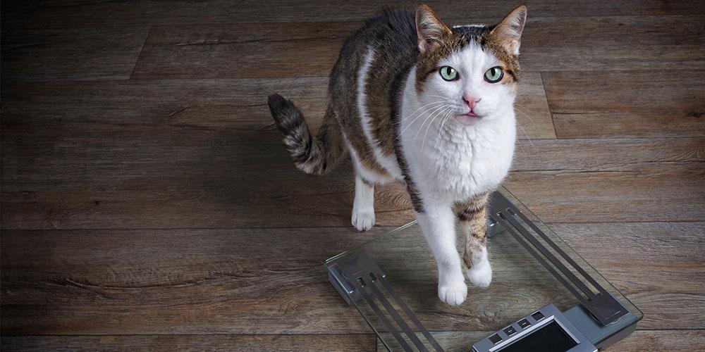 If your cat has worms – you may have them too