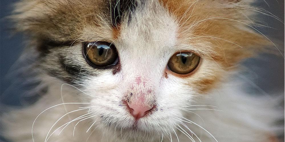 If your cat has worms – you may have them too