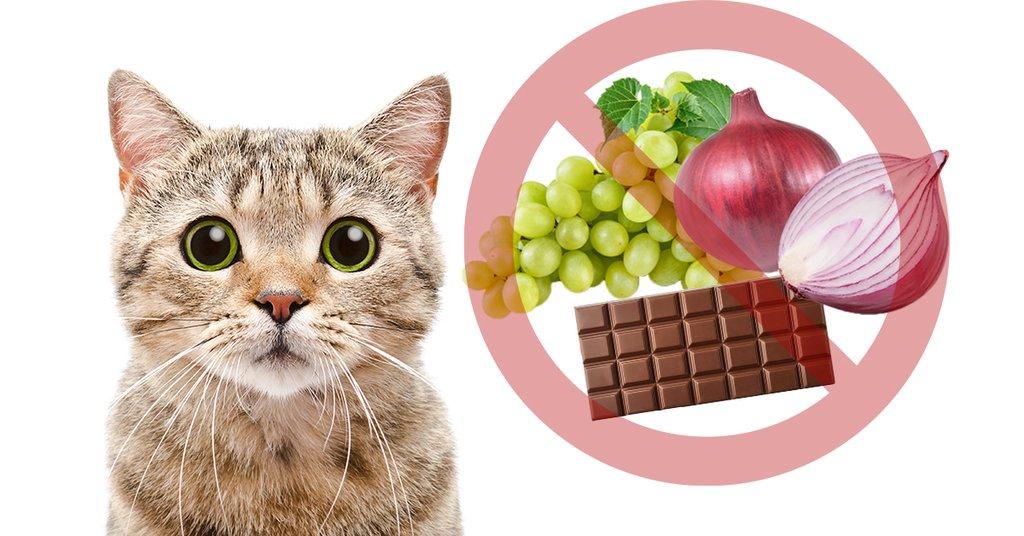 Common Household Foods that are Toxic for Cats