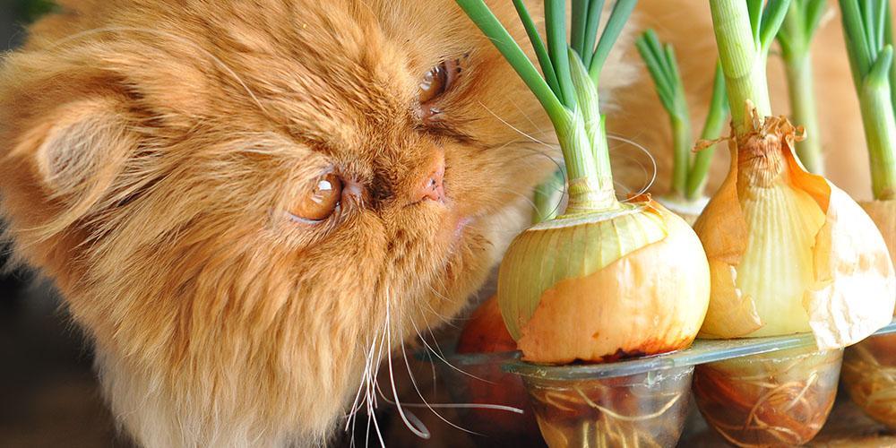 Common household foods that are toxic for cats