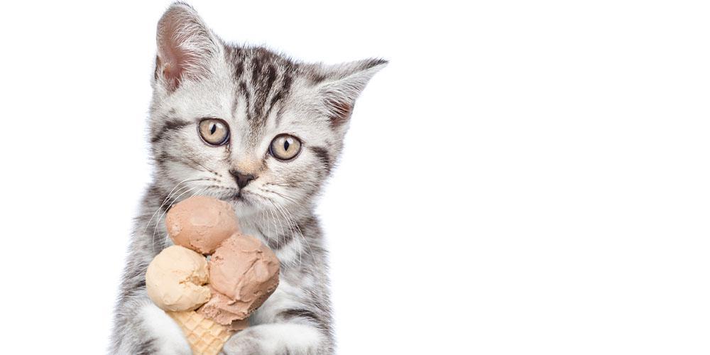 Common household foods that are toxic for cats