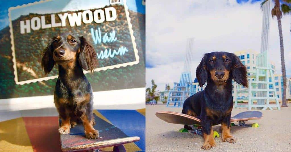 Meet the Tony Hawk of Dachshunds - Rowdy!