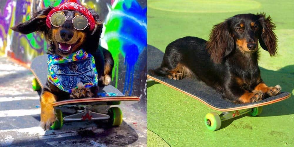 Meet the tony hawk of dachshunds - rowdy!