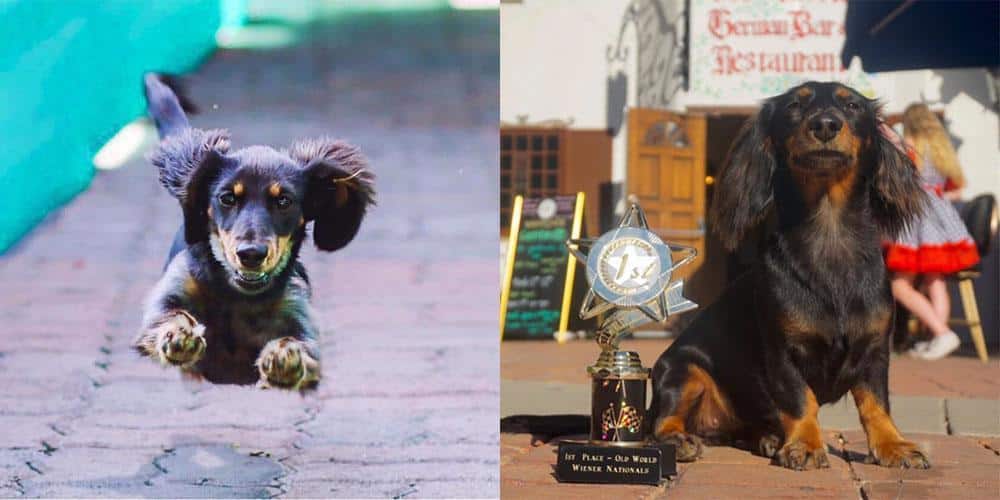 Meet the Tony Hawk of Dachshunds - Rowdy!