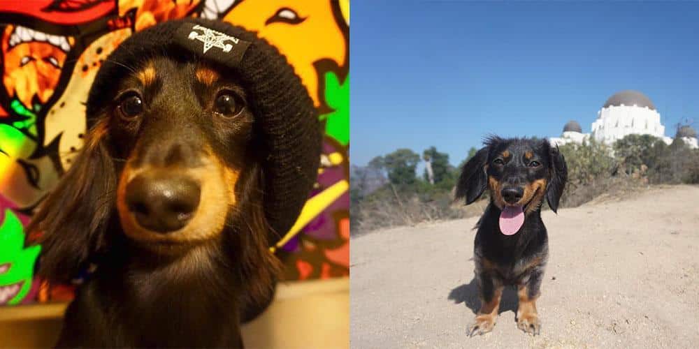 Meet the tony hawk of dachshunds - rowdy!