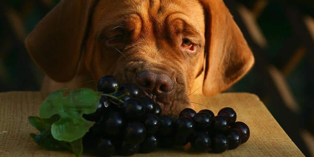 Common foods that are toxic to dogs: prevent accidental poisoning