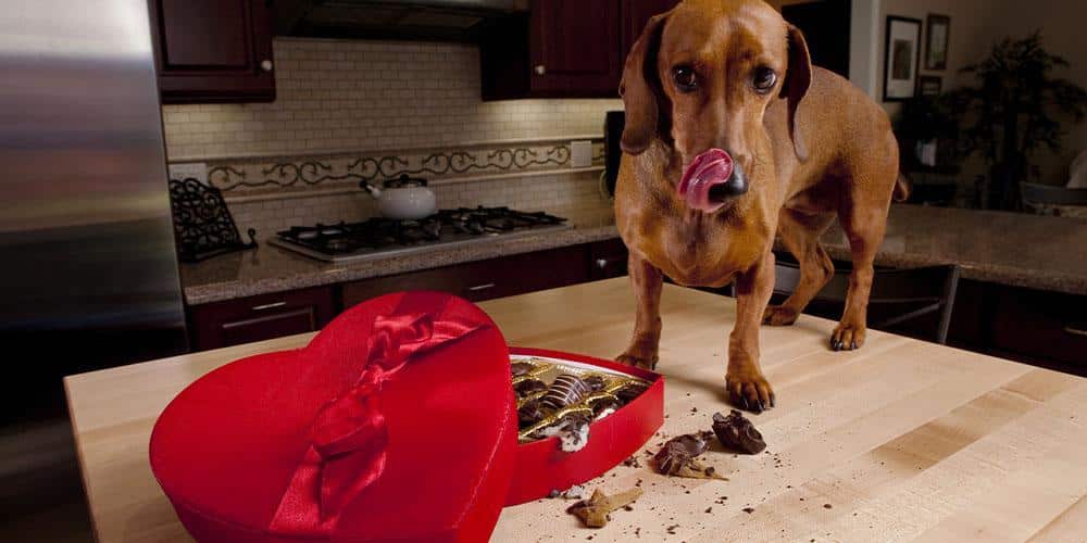 Common foods that are toxic to dogs: prevent accidental poisoning