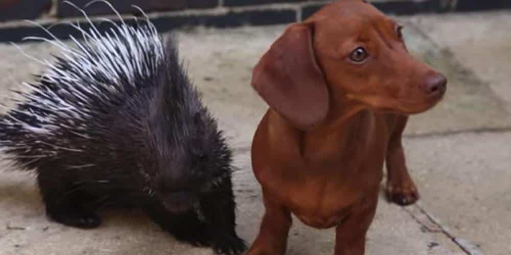 A wiener dog and his porcupine best friend
