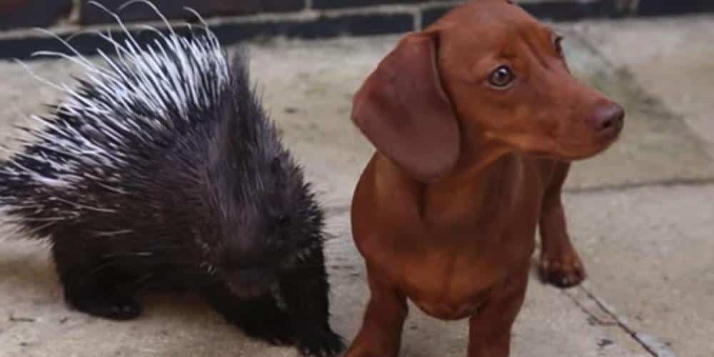 A Wiener Dog and His Porcupine Best Friend