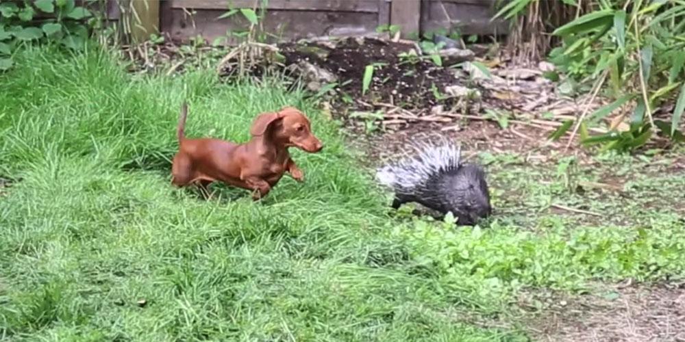 A wiener dog and his porcupine best friend