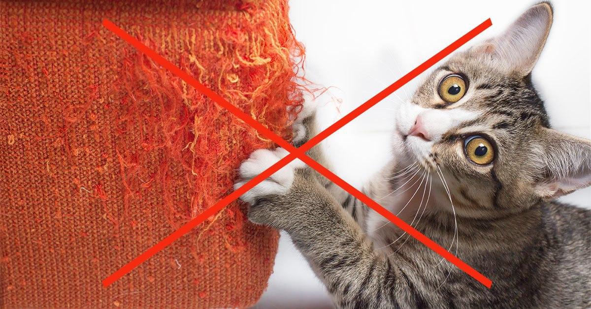 How to Stop Your Cat From Scratching Furniture