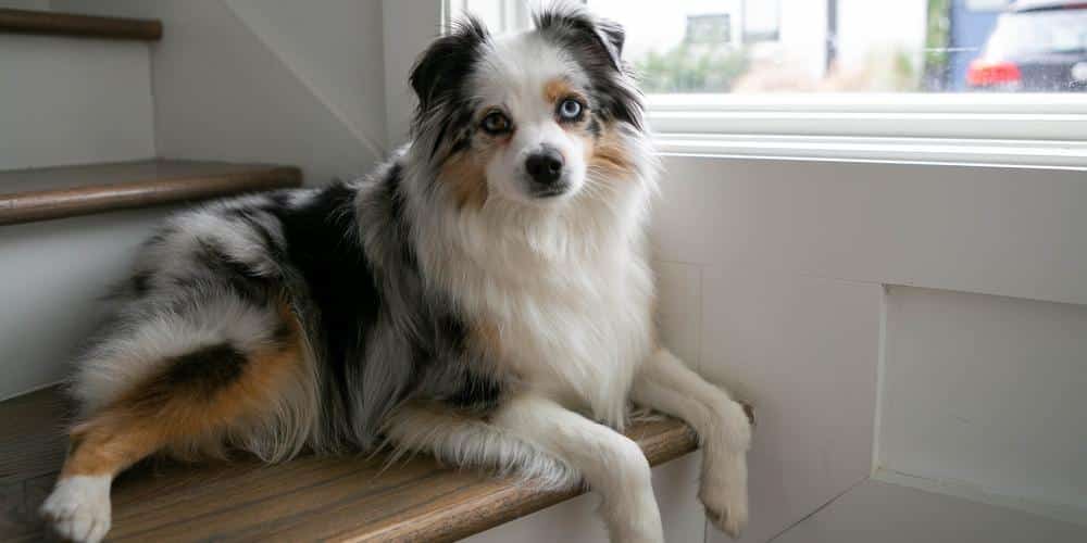 Mini Australian Shepherd