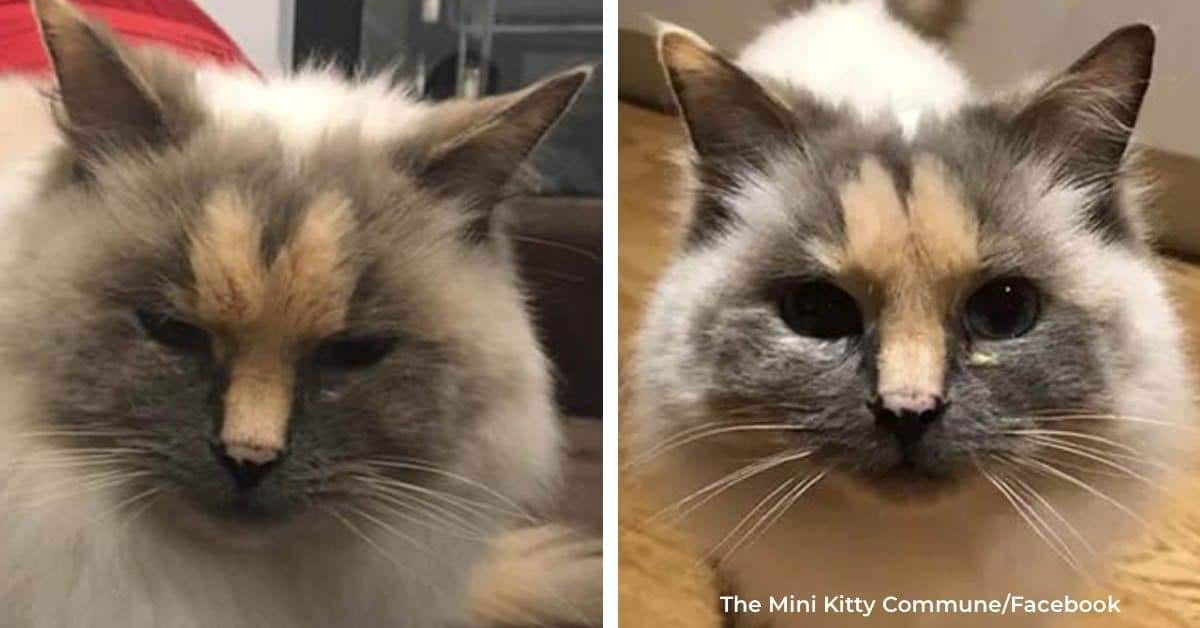 Cat with Unusual Face is Looking for a home