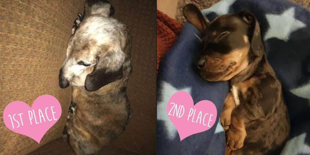 Cutest sleeping dachshund contest