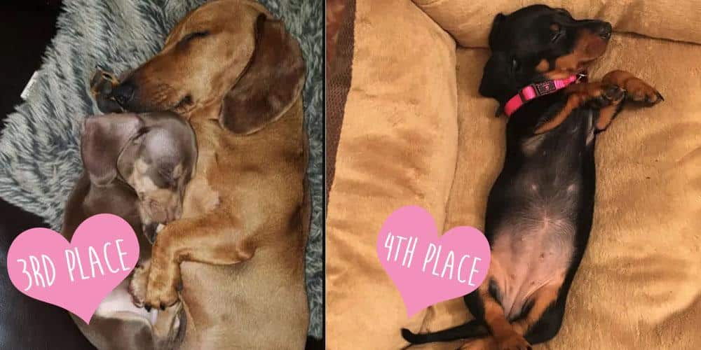 Cutest sleeping dachshund contest winners