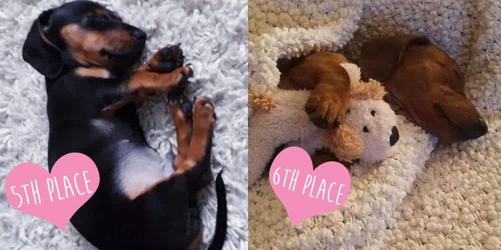 Cutest sleeping dachshund contest winners