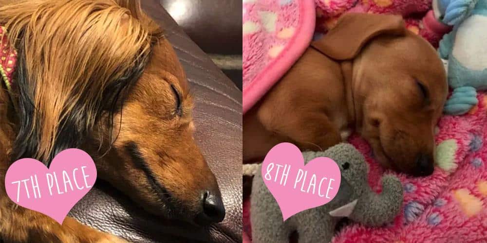 Cutest Sleeping Dachshund Contest WINNERS