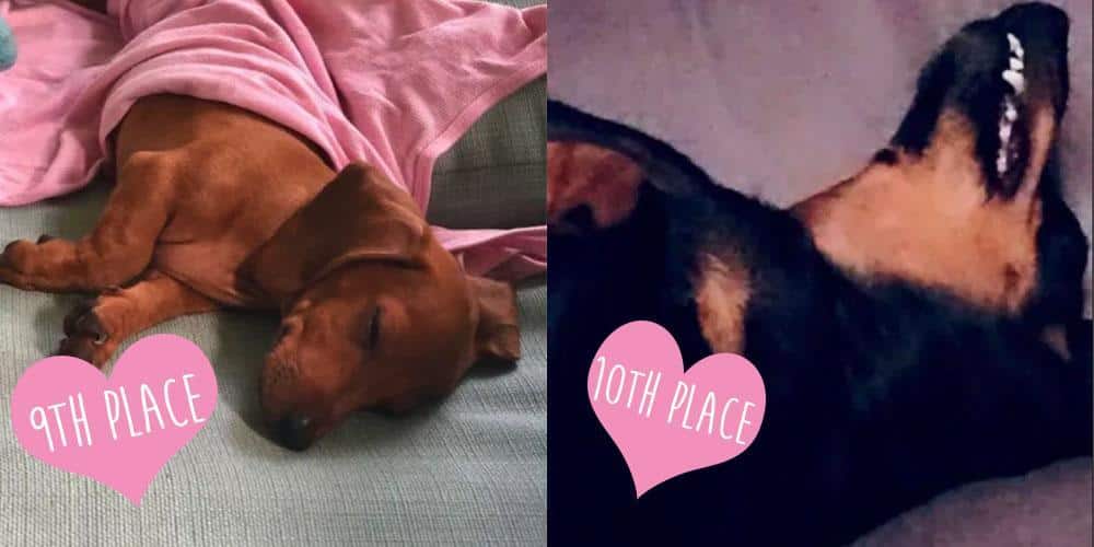 Cutest Sleeping Dachshund Contest WINNERS