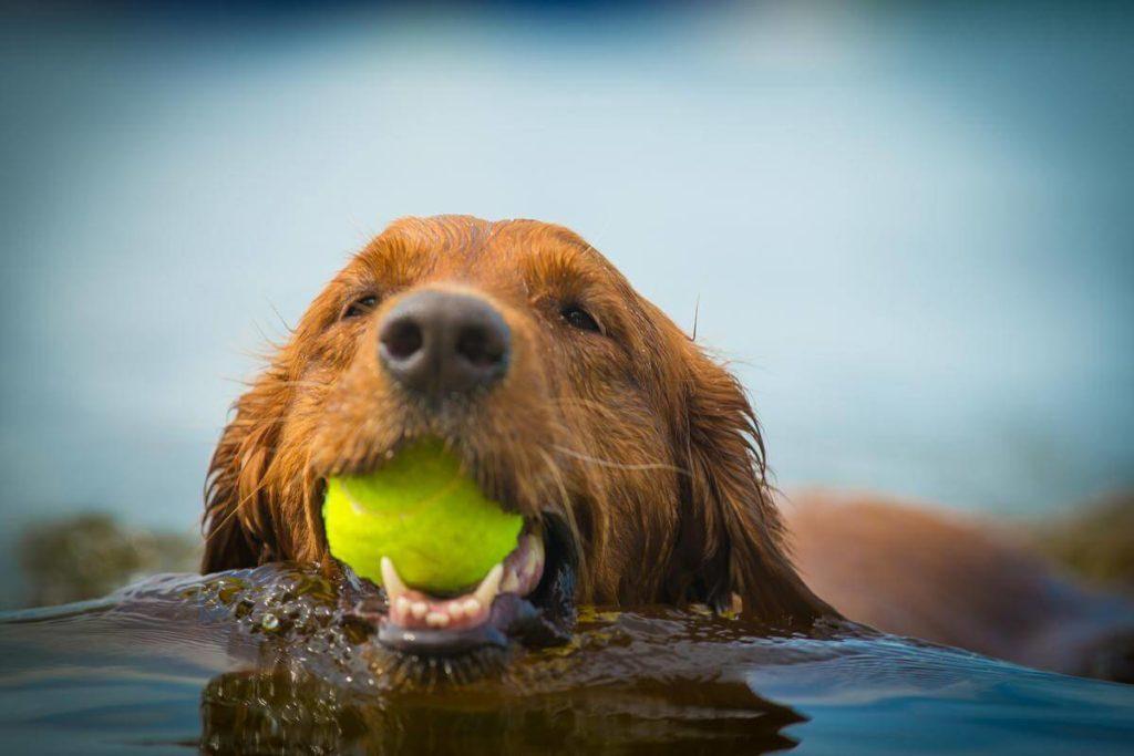 Turmeric for your dog