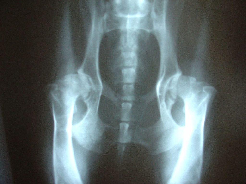 Joint pain in dogs 2 Joint pain in dogs