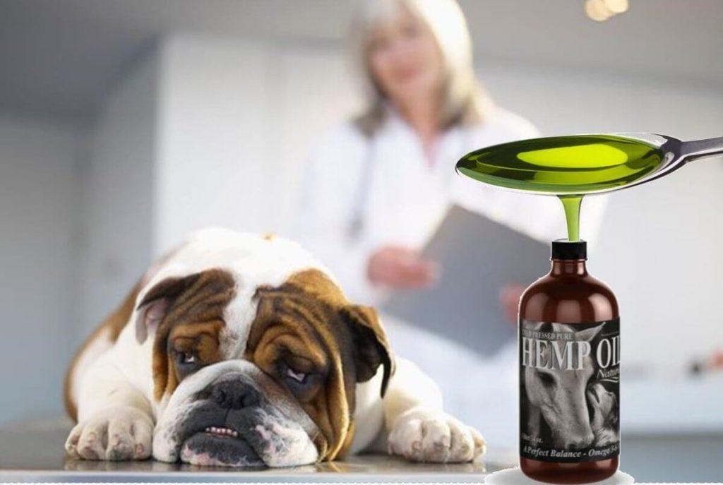 Health benefits of hemp oil for dogs