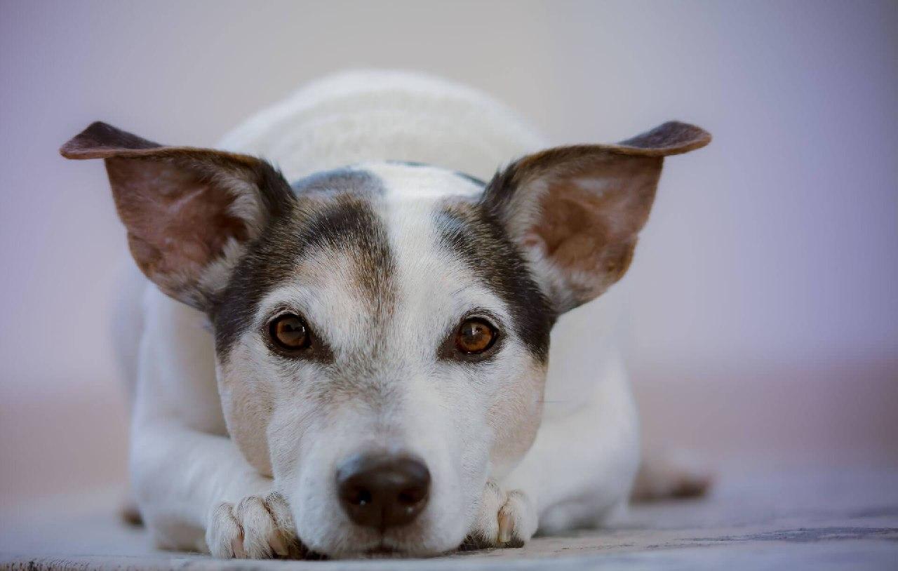 Solutions For Dog Anxiety
