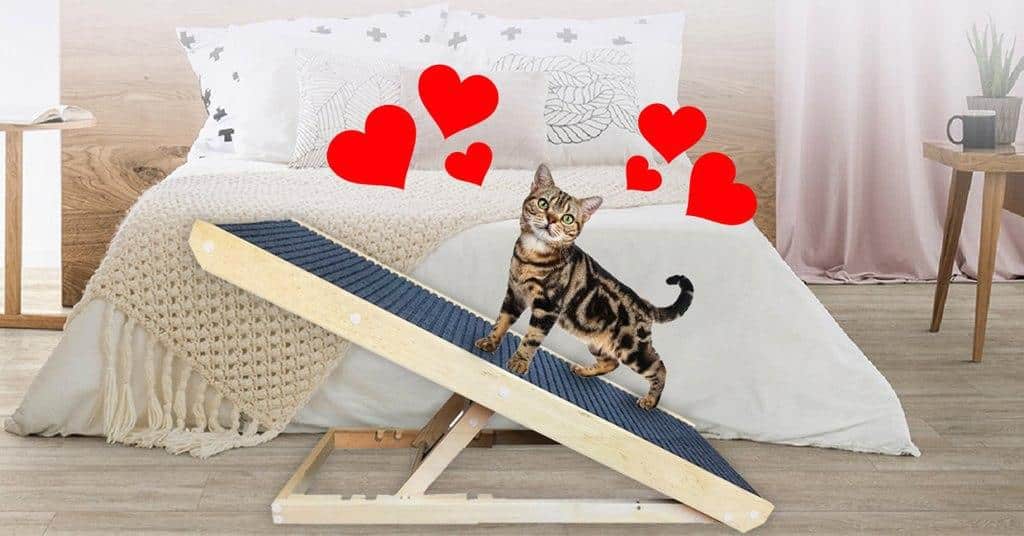 Why cats and their owners love the scratchy ramp