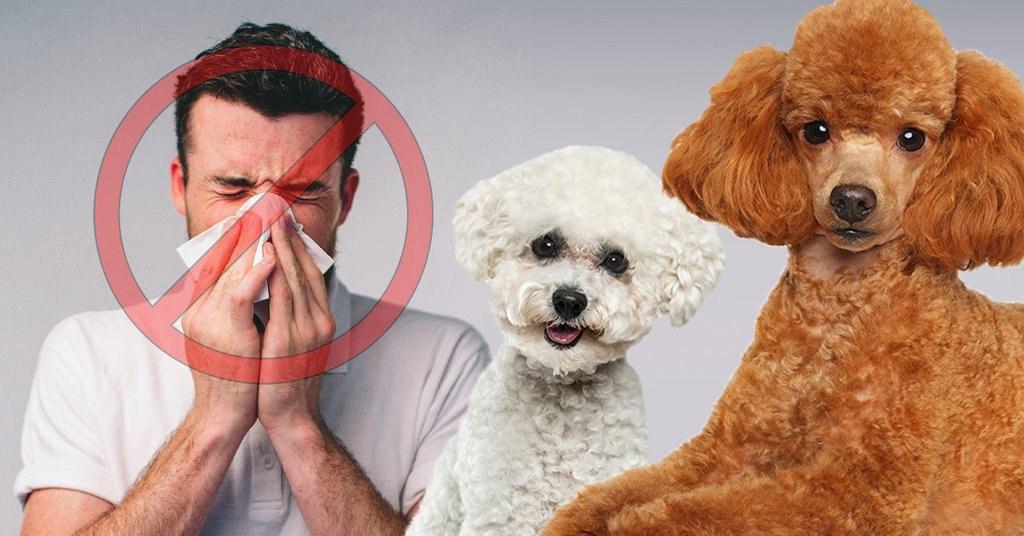 Allergic to Dogs but Still Want One? Read This!