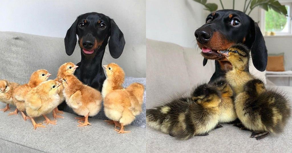 This Dachshund Loulouminidachshund is a total chick magnet!