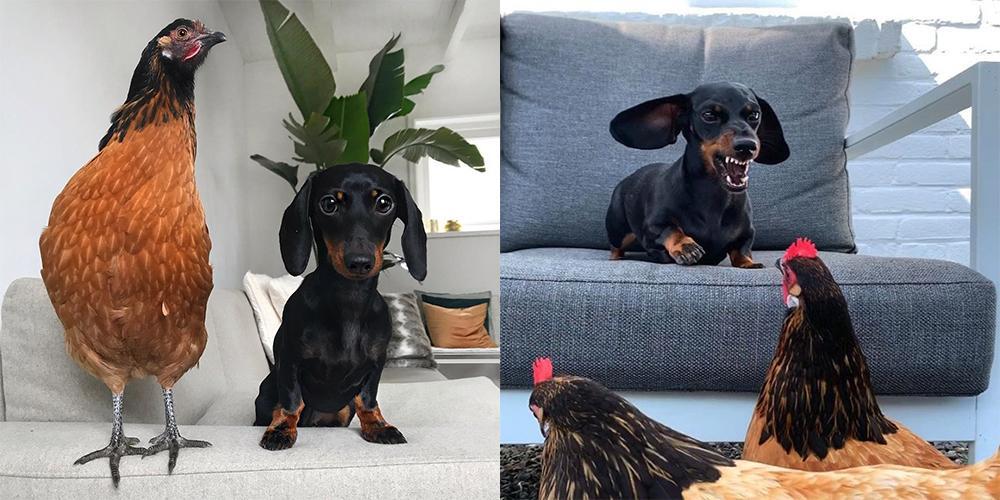 This dachshund is a total chick magnet!
